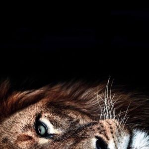 Half Face Lion Art Print- 8x11.5”
